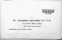 Image Associated With the Occurence